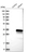 Anti-DRAP1 Antibody