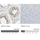 Anti-XRCC4 Antibody