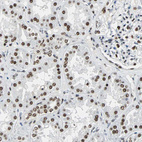 Anti-XRCC4 Antibody