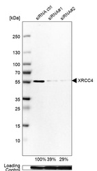Anti-XRCC4 Antibody