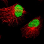 Anti-XRCC4 Antibody