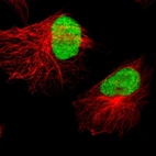 Immunofluorescent staining of human cell line U-251 MG shows localization to nucleus.