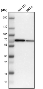 Western blot analysis in mouse cell line NIH-3T3 and rat cell line NBT-II.