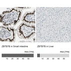 Anti-ZBTB7B Antibody