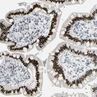 Immunohistochemical staining of human small intestine shows strong nuclear positivity in glandular cells.