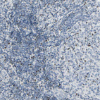 Anti-ZBTB7B Antibody