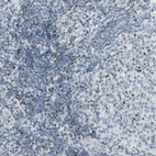 Immunohistochemical staining of human lymph node shows strong nuclear positivity in a subset of non-germinal center cells.