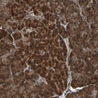 Anti-LAMTOR5 Antibody