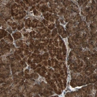 Anti-LAMTOR5 Antibody