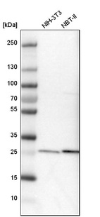 Western blot analysis in mouse cell line NIH-3T3 and rat cell line NBT-II.