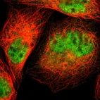 Immunofluorescent staining of human cell line A-431 shows localization to nucleoplasm & cytosol.