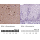 Anti-SCG3 Antibody