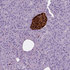Immunohistochemical staining of human pancreas shows strong cytoplasmic positivity in endocrine glandular cells.