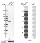 Western blot analysis in human cell lines HEK293 and MCF-7 using Anti-NDRG1 antibody. Corresponding NDRG1 RNA-seq data are presented for the same cell lines. Loading control: Anti-HSP90B1.