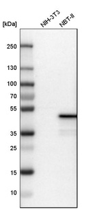 Western blot analysis in mouse cell line NIH-3T3 and rat cell line NBT-II.