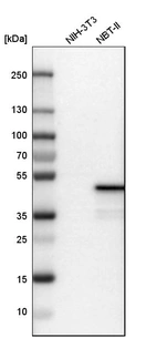 Western blot analysis in mouse cell line NIH-3T3 and rat cell line NBT-II.