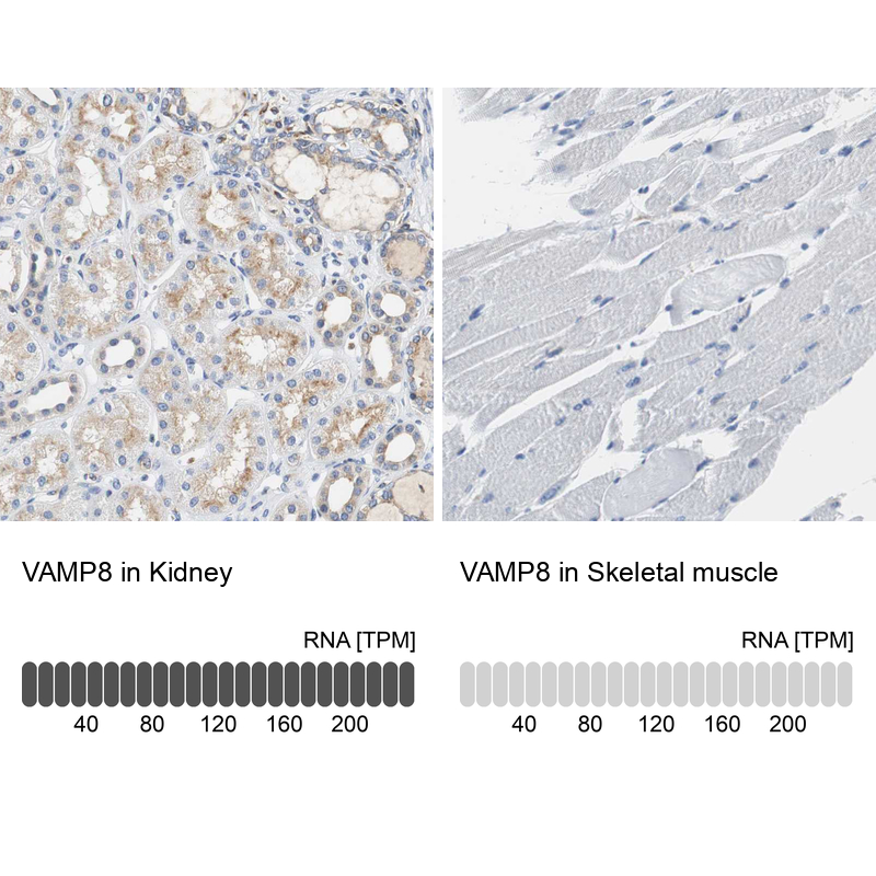 Anti-VAMP8 Antibody