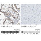 Anti-VAMP8 Antibody