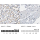 Anti-VAMP8 Antibody