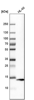 Western blot analysis in human cell line HL-60.