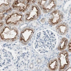 Immunohistochemical staining of human kidney shows strong positivity in apical membrane in cells in tubules and no positivity in glomeruli.