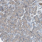 Immunohistochemical staining of human pancreas shows weak to moderate positivity in luminal membranes in exocrine glandular cells.