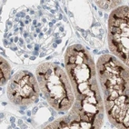 Immunohistochemical staining of human kidney using Anti-VIL1 antibody HPA006884.