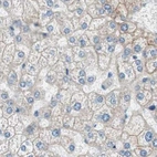 Immunohistochemical staining of human liver using Anti-VIL1 antibody HPA006884.