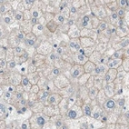 Immunohistochemical staining of human liver using Anti-VIL1 antibody HPA006885.