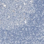 Immunohistochemical staining of human lymph node shows no positivity in non-germinal center cells as expected.