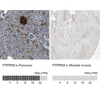 Anti-PTPRN2 Antibody