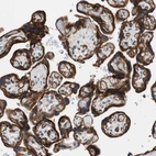 Anti-SPINT1 Antibody