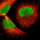 Immunofluorescent staining of human cell line U-251 MG shows localization to nucleus & microtubules.