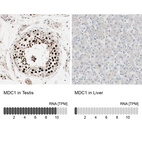 Anti-MDC1 Antibody