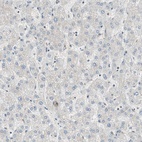 Anti-MDC1 Antibody