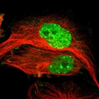 Immunofluorescent staining of human cell line U-251 MG shows localization to nucleoplasm, nuclear bodies & focal adhesion sites.