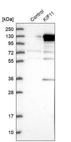 Western blot analysis in control (vector only transfected HEK293T lysate) and KIF11 over-expression lysate (Co-expressed with a C-terminal myc-DDK tag (~3.1 kDa) in mammalian HEK293T cells, LY401441).
