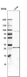 Anti-SLC27A3 Antibody