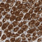 Anti-USP31 Antibody
