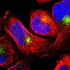 Immunofluorescent staining of human cell line A-431 shows localization to nucleoplasm & vesicles.