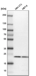 Western blot analysis in mouse cell line NIH-3T3 and rat cell line NBT-II.