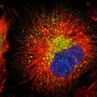 Immunofluorescent staining of human cell line U-251 MG shows localization to lysosomes.