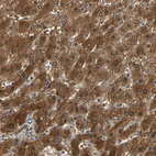 Anti-PRDX6 Antibody