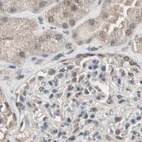Immunohistochemical staining of human kidney using Anti-ZHX2 antibody HPA006996.