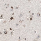 Immunohistochemical staining of human cerebral cortex using Anti-ZHX2 antibody HPA006996.