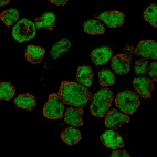 Immunofluorescent staining of human cell line REH shows localization to nucleoplasm & cytosol.