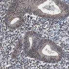 Immunohistochemical staining of human endometrium shows moderate nuclear positivity in glandular cells.