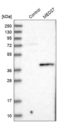 Western blot analysis in control (vector only transfected HEK293T lysate) and MED27 over-expression lysate (Co-expressed with a C-terminal myc-DDK tag (~3.1 kDa) in mammalian HEK293T cells, LY418056).