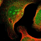 Immunofluorescent staining of human cell line U-2 OS shows localization to nucleus, nucleoli & cytosol.