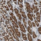 Anti-BOLA1 Antibody
